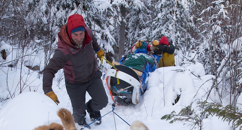 Mushers at the front and back of a sled help dogs pull it through thick brush and snow. 
